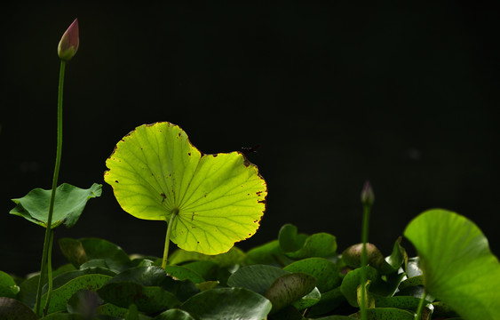 荷花池塘