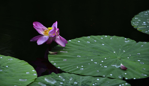 荷花池塘