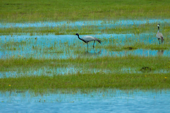 湿地生态灰鹤