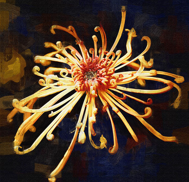 菊花油画