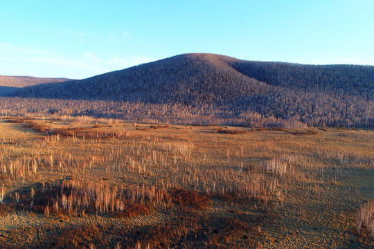 额尔古纳早春原野白桦林风景