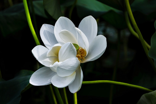 荷花