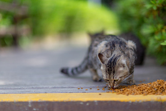 流浪猫