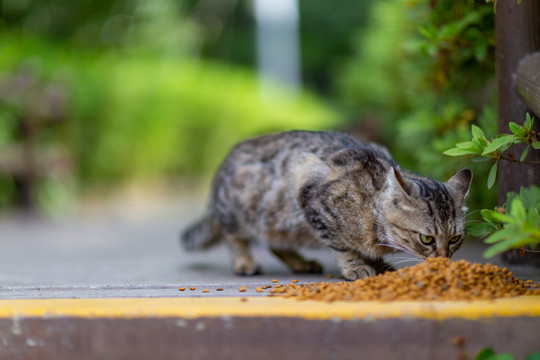 流浪猫