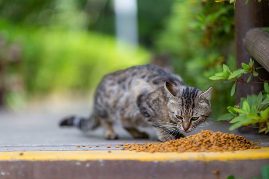 公园流浪猫