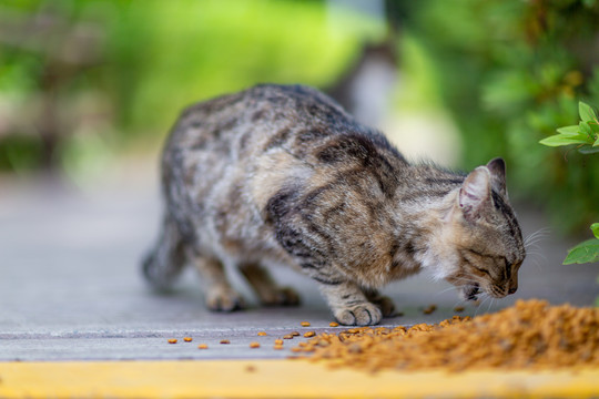 公园流浪猫