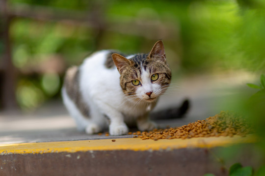 公园流浪猫