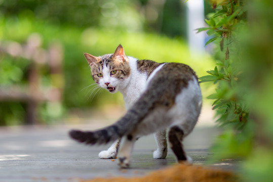 公园流浪猫