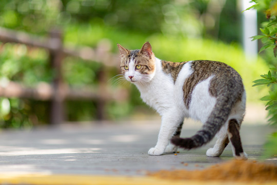 流浪猫