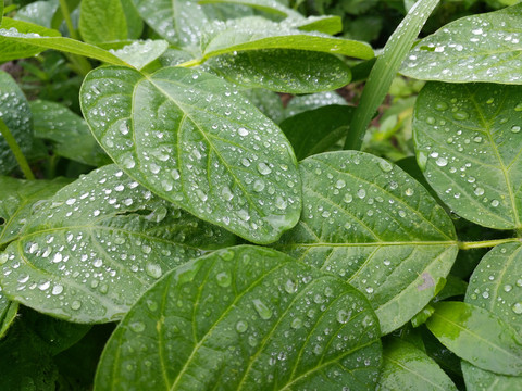 雨天大豆叶