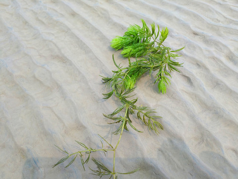 沙滩海草