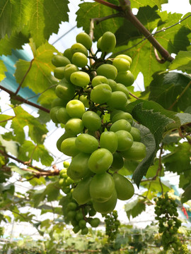 果园青葡萄