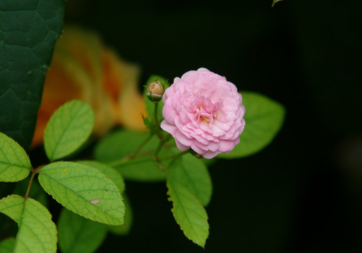 粉红色的七姊妹花朵