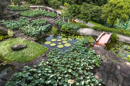 池塘荷花造景