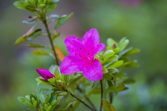 杜鹃花