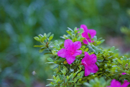 杜鹃花