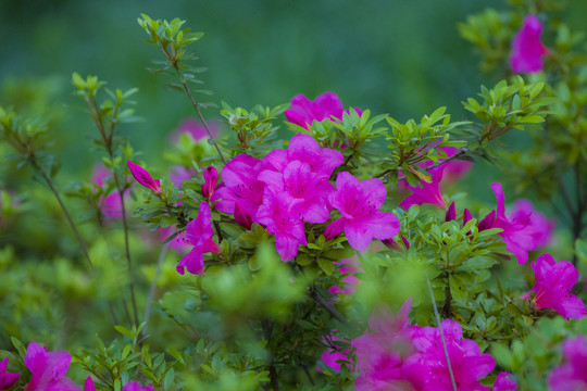 杜鹃花