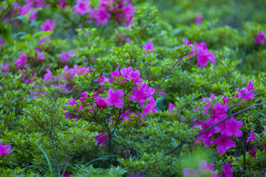 杜鹃花