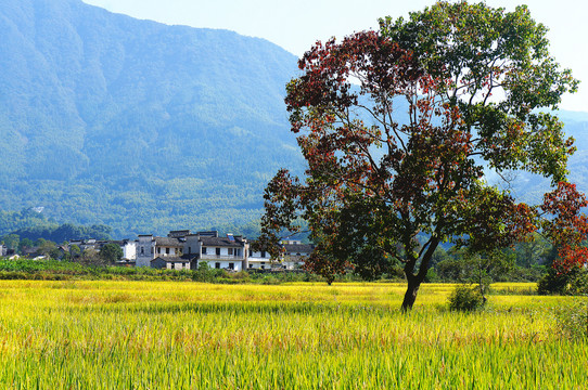 塔川秋色稻田枫树