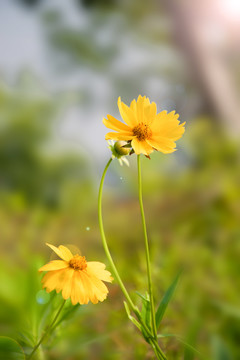 金鸡菊