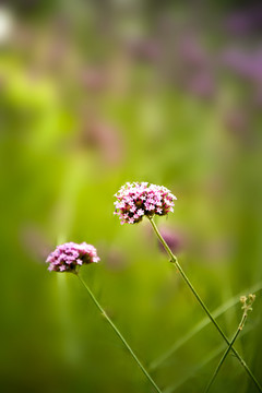 马鞭草花