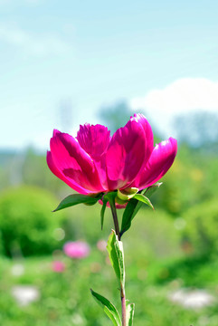 芍药花