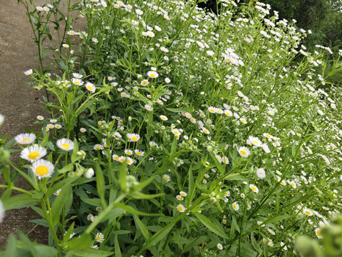 小雏菊