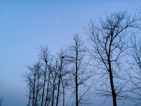 蓝色枯树林