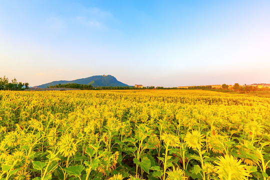 杭州湘湖景区花田花海向日葵