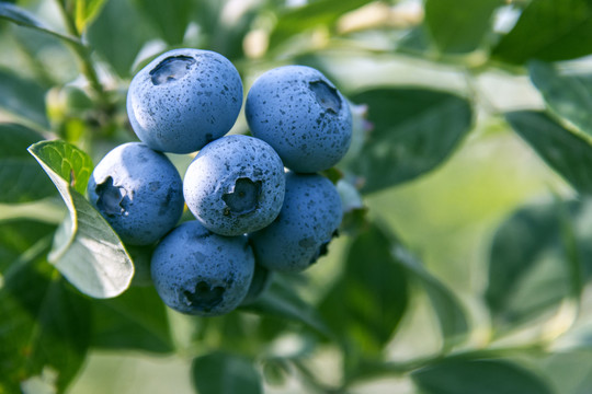 枝头熟蓝莓