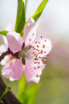 花园里盛开的桃花细节