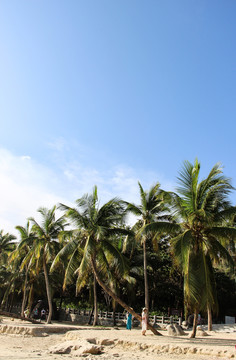 海南沙滩椰树林风景