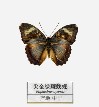 尖金绿斑蛱蝶