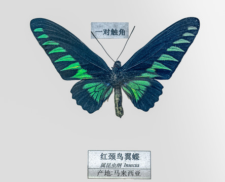 红颈鸟翼蝶