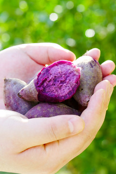 迷你紫薯