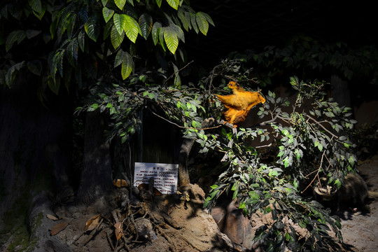 鼯鼠
