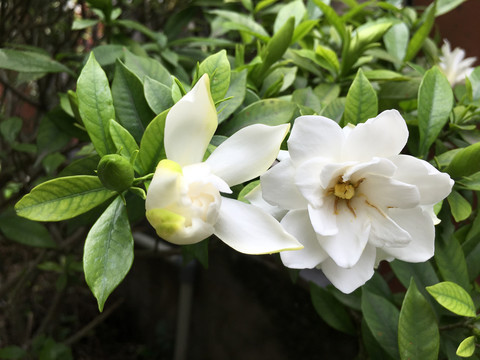 高清栀子花特写