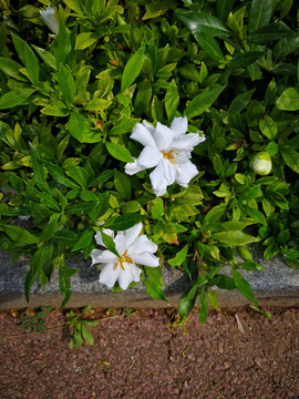 栀子花