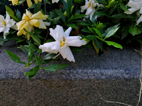 栀子花