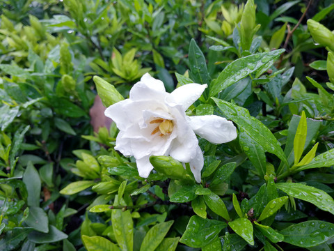 栀子花