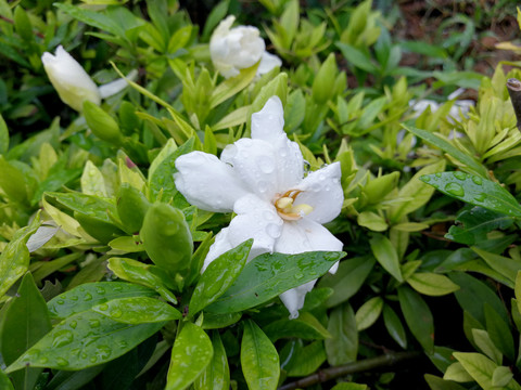 栀子花