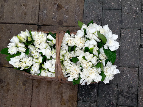 栀子花