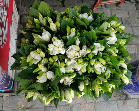 栀子花