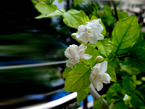 茉莉花