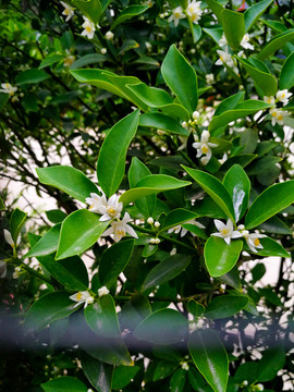 茉莉花