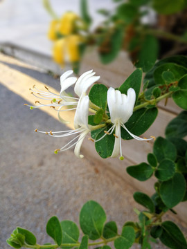 金银花