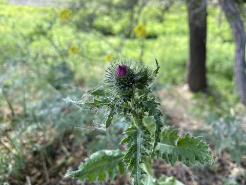 飞廉花