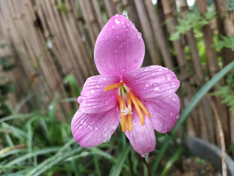雨后的粉色水仙花