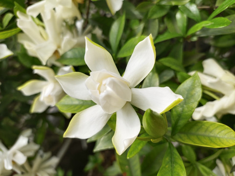 栀子花开花特写