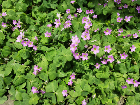 三叶草紫色小花